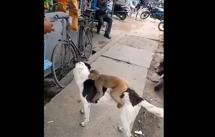 ಕೋತಿ, ನಾಯಿ