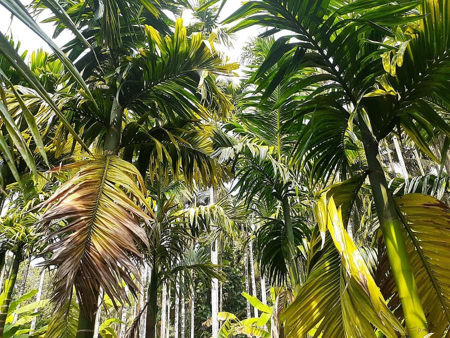 ಹಳದಿ ರೋಗ ಬಾಧಿತ ಅಡಿಕೆ ತೋಟ (ಸಾಂದರ್ಭಿಕ ಚಿತ್ರ)