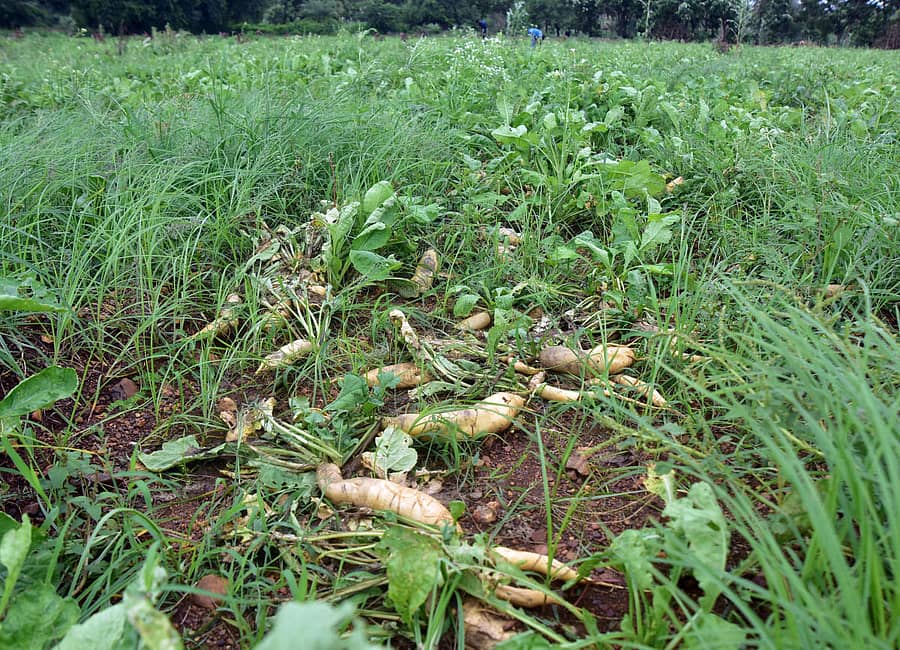 ಹುಬ್ಬಳ್ಳಿ ತಾಲ್ಲೂಕಿನ ಗಾಮನಗಟ್ಟಿ ಗ್ರಾಮದ ಹೊಲದಲ್ಲಿ ಮೂಲಂಗಿ ಬೆಳೆ ಇತ್ತೀಚೆಗೆ ಸುರಿದ ಮಳೆಯಿಂದಾಗಿ ಕೊಳೆತು ಹೋಗಿದೆ ಪ್ರಜಾವಾಣಿ ಚಿತ್ರ/ ಗೋವಿಂದರಾಜ ಜವಳಿ