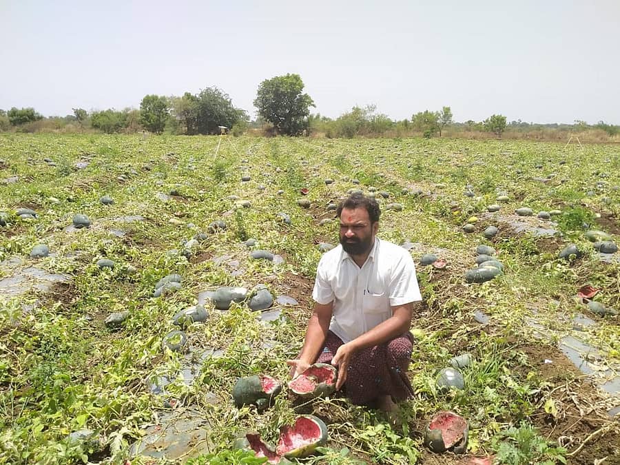 ಖಟಕಚಿಂಚೋಳಿ ಗ್ರಾಮದ ರೈತ ಸುರೇಶ ಅಲ್ಲೂರೆ ಅವರ ಹೊಲದಲ್ಲಿ ಕೊಳೆಯುತ್ತಿರುವ ಕಲ್ಲಂಗಡಿ ಬೆಳೆ