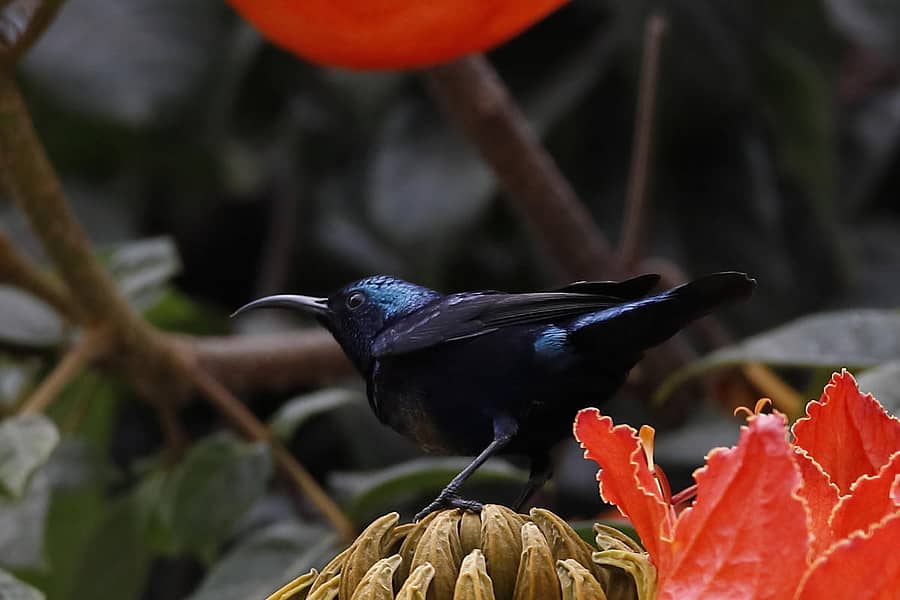 ಸೂರಕ್ಕಿ ಚಿತ್ರ: ಶ್ರೀನಾಥ್ ಬಿದರೆ