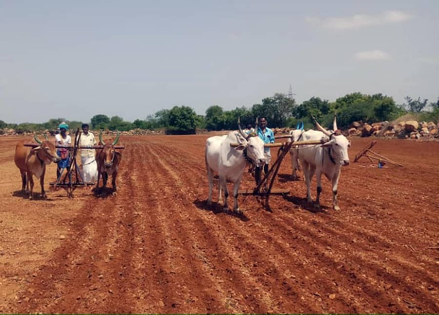 ತಾಲ್ಲೂಕಿನ ಕರಡಕಲ್ಲ ಗ್ರಾಮದ ರೈತ ಸಿದ್ರಾಮೇಶ ಬಾಳೆಗೌಡ್ರ ಅವರು ತಮ್ಮ ಜಮೀನಿನಲ್ಲಿ ಮಂಗಳವಾರ ಸೂರ್ಯಕಾಂತಿ ಬಿತ್ತನೆ ಕಾರ್ಯ ನಡೆಸಿದರು