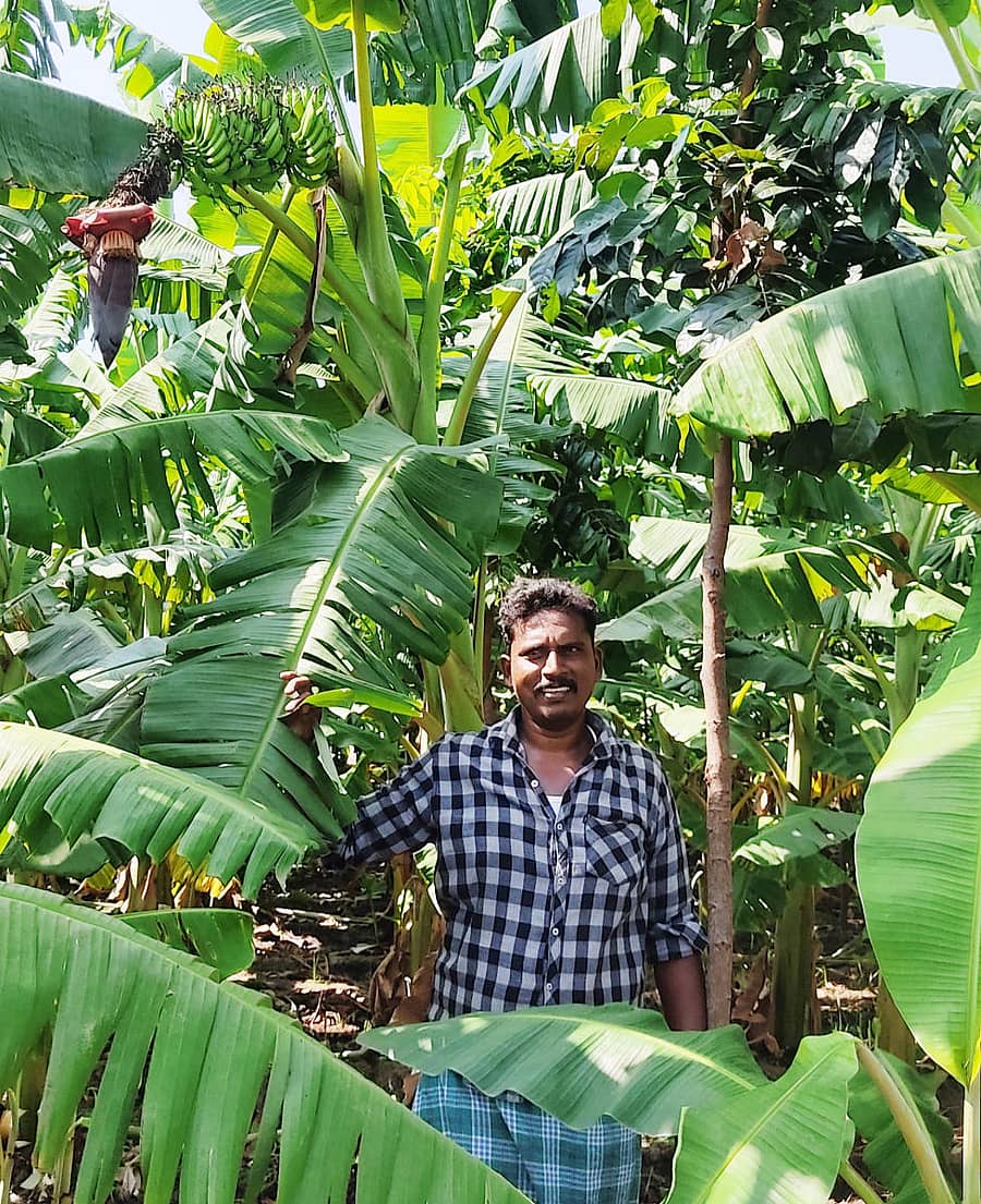 ಬಾಳೆ ತೋಟದ ಮಧ್ಯೆ ಮಹಾಗನಿ ಗಿಡ ಬೆಳೆಸಿರುವ ರೈತ ರವಿ