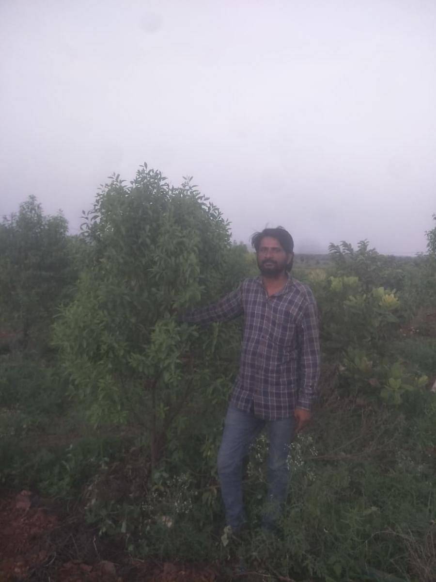 ತೋಟದಲ್ಲಿನ ಶ್ರೀಗಂಧದ ಸಸಿ ಜತೆಗೆ ಸಾವಯುವ ಕೃಷಿಕ ಪ್ರಸಾದ