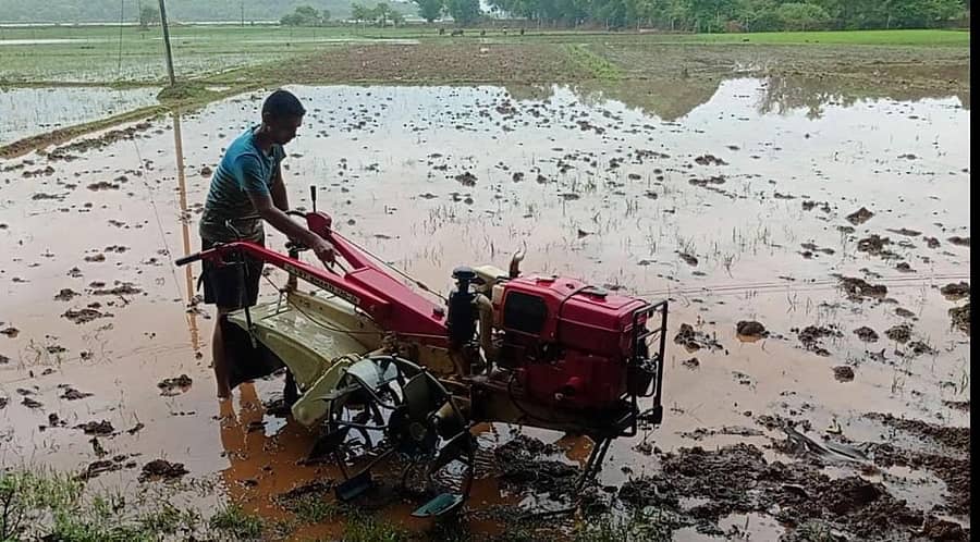 ಮಳೆ ಬಿದ್ದ ಸಮಯದಲ್ಲಿ ಗೋಕರ್ಣ ಸಮೀಪ ಭತ್ತ ಬಿತ್ತನೆಗೆ ಭೂಮಿ ಹದ ಮಾಡುತ್ತಿರುವ ರೈತ