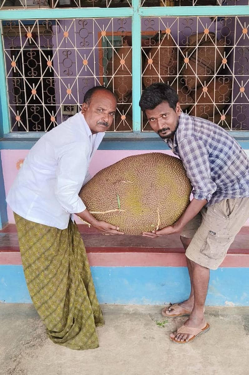 ಶಿವಮೊಗ್ಗ ಜಿಲ್ಲೆಯ ಹೊಳೆಹೊನ್ನೂರು ಸಮೀಪದ ಮಲ್ಲಾಪುರ ಗ್ರಾಮದ ಬಸವರಾಜಪ್ಪ (ಎಡಬದಿಯಲ್ಲಿರುವವರು) ಎಂಬುವವರ ತೋಟದಲ್ಲಿ 70 ಕೆ.ಜಿ. ತೂಕದ ಅಪರೂಪದ ಹಲಸಿನ ಹಣ್ಣು ದೊರೆತಿದ್ದು, ಗಮನಸೆಳೆದಿದೆ. ತೋಟದ ಸುತ್ತಲೂ 20ಕ್ಕೂ ಹೆಚ್ಚು ಹಲಸಿನ ಹಣ್ಣಿನ ಮರಗಳಿದ್ದು, ಎಲ್ಲ ಮರಗಳಲ್ಲಿನ ಹಣ್ಣುಗಳು 7ರಿಂದ 8 ಕೆ.ಜಿ. ತೂಗುತ್ತವೆ. ಒಂದು ಮರದಲ್ಲಿ ಮಾತ್ರ 70 ಕೆ.ಜಿ. ಹಣ್ಣು ಸಿಕ್ಕಿದೆ. ಇದರ ಮಾರುಕಟ್ಟೆ ಮೌಲ್ಯ ₹ 4 ಸಾವಿರ ಎಂದು ಅಂದಾಜಿಸಲಾಗಿದೆ.