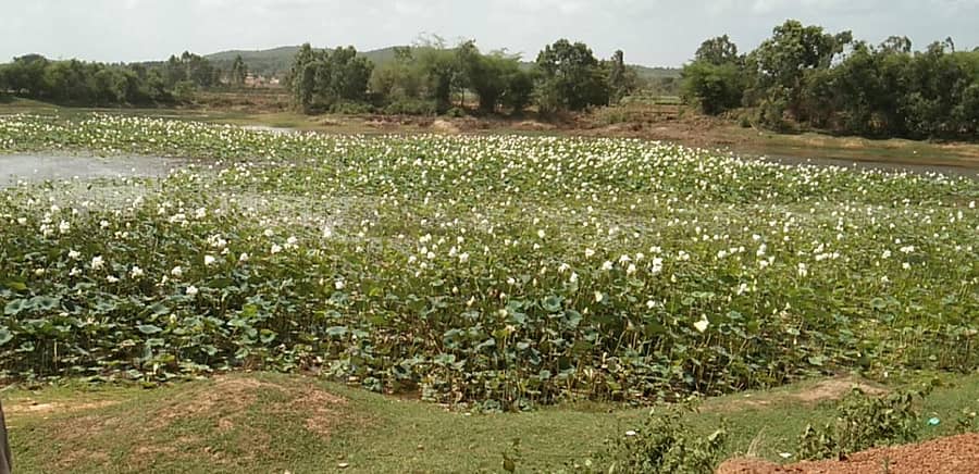 ಖಾನಾಪುರ ತಾಲ್ಲೂಕು ನಂದಗಡ ಹೊರವಲಯದಲ್ಲಿರುವ ಹೊನ್ನವ್ವ ಕೆರೆಯಲ್ಲಿ ಸಮೃದ್ಧವಾಗಿ ಬೆಳೆದಿರುವ ಶ್ವೇತವರ್ಣದ ತಾವರೆಗಳು
