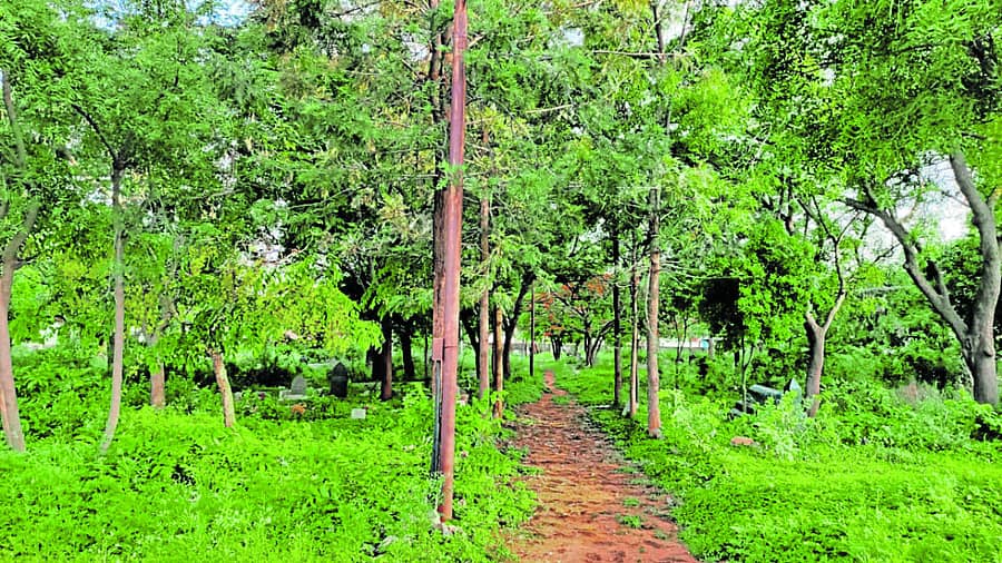 ಗುಡಿಬಂಡೆ ಮುಸ್ಲಿಮರ ಖಬರಸ್ತಾನದಲ್ಲಿ ಮರ, ಗಿಡಗಳು ಬೆಳೆದಿರುವುದು