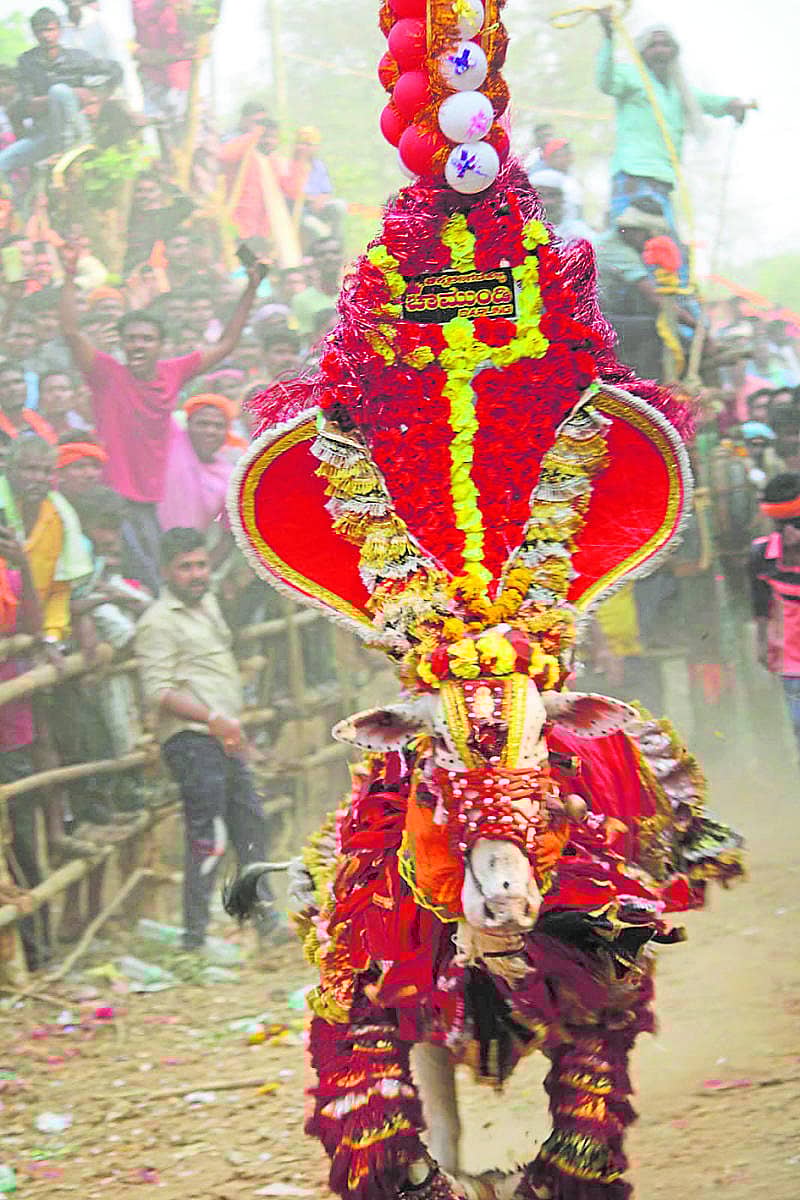 ಅಲಂಕಾರಗೊಂಡಿರುವ ಚಾಮುಂಡಿಎಕ್ಸ್ಪ್ರೆಸ್ ಹೋರಿ.