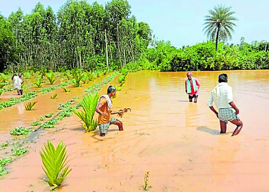 ಅಡಿಕೆ ತೋಟದಲ್ಲಿ ಸಂಗ್ರಹಗೊಂಡಿರುವ ಮಳೆ ನೀರು