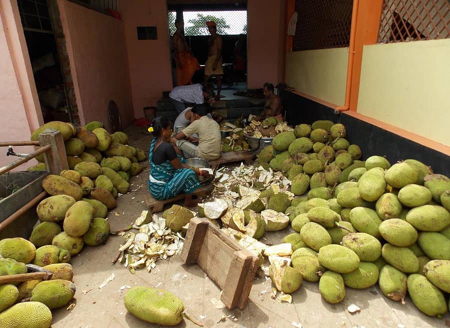 ಶಿರಸಿಯಲ್ಲಿ ಚಿಪ್ಸ್ ಸಿದ್ಧಪಡಿಸುವ ಸಲುವಾಗಿ ಹಲಸಿನಕಾಯಿಗಳನ್ನು ಸಂಸ್ಕರಿಸುತ್ತಿರುವುದು.