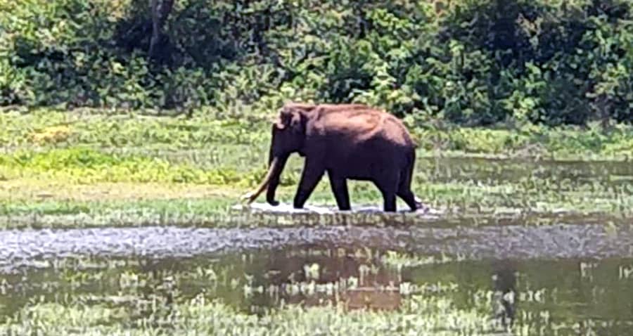 ಯಳಂದೂರು ತಾಲ್ಲೂಕಿನ ಬಿಳಿಗಿರಿಬೆಟ್ಟದ ಕಾನನದ ನೀರ ಹಾದಿಯಲ್ಲಿ ಉತ್ಸಾಹದಿಂದ ಸಂಚರಿಸುತ್ತಿರುವ ಆನೆ