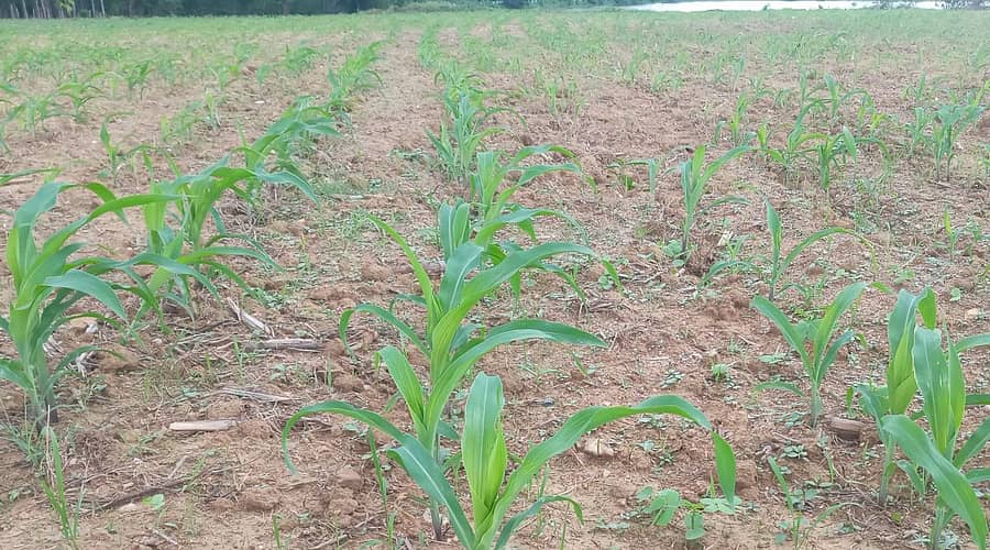 ಮುಂಡಗೋಡ ತಾಲ್ಲೂಕಿನ ಕ್ಯಾಸನಕೇರಿ ಗ್ರಾಮದ ಸನಿಹದ ಗದ್ದೆಯೊಂದರಲ್ಲಿ ಗೋವಿನಜೋಳ ಬೆಳೆದಿರುವುದು