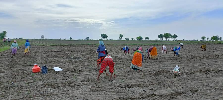 ರಾಯಚೂರು ತಾಲ್ಲೂಕಿನ ಕಡಗಂದೊಡ್ಡಿ ಗ್ರಾಮದಲ್ಲಿ ರೈತ ಮಹಿಳೆಯರು ಬಿತ್ತನೆಕಾರ್ಯದಲ್ಲಿ ತೊಡಿಗಿರುವುದು