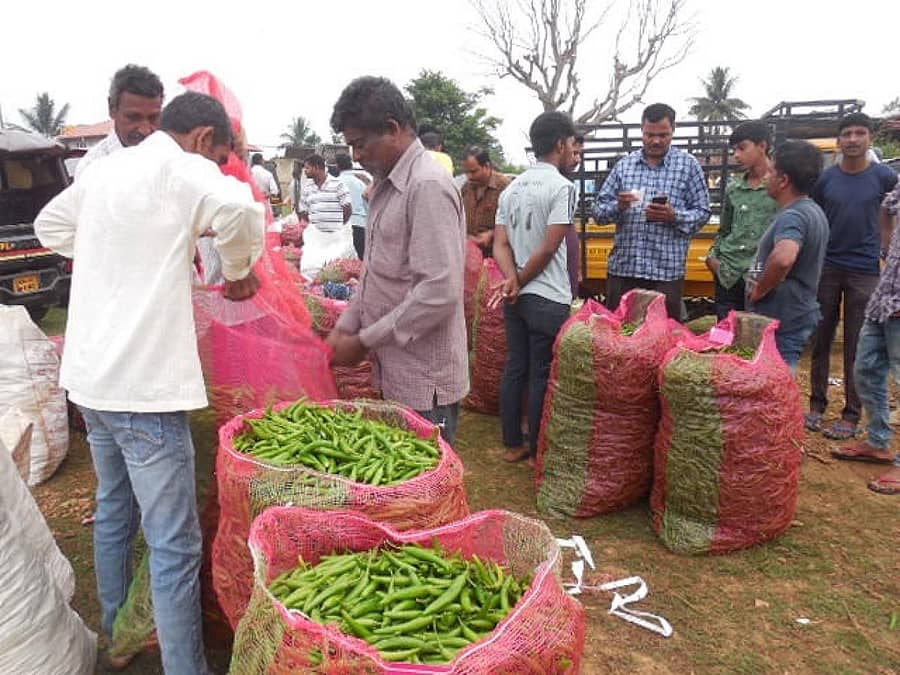 ಶನಿವಾರಸಂತೆಯ ಸಂತೆ ಮಾರುಕಟ್ಟೆಯಲ್ಲಿ ವಾರದ ಸಂತೆಯ ದಿನ ವಿವಿಧ ತಳಿಯ ಹಸಿ ಮೆಣಸಿನ ಕಾಯಿ ದರ ಕುಸಿತ ಕಂಡರೂ ವ್ಯಾಪಾರ ಬಿರುಸಿನಿಂದ ನಡೆಯಿತು.