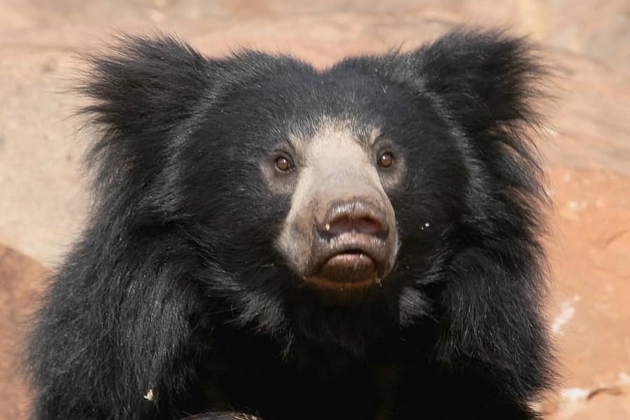 ಸಂಗ್ರಹ ಚಿತ್ರ
