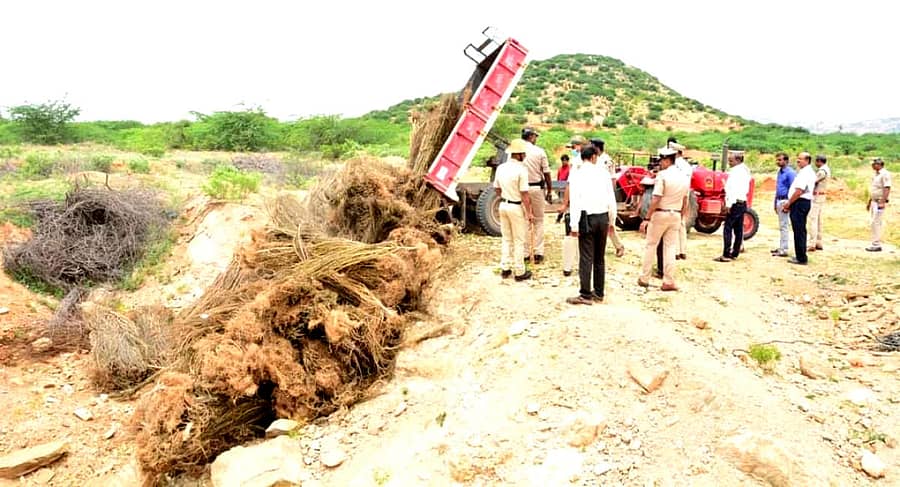 ಮೊಳಕಾಲ್ಮುರು ತಾಲ್ಲೂಕಿನ ರಾಂಪುರದಲ್ಲಿ ಬಳಿ ಭಾನುವಾರ ಪೊಲೀಸರು 9,830 ಕೆ.ಜಿ. ಗಾಂಜಾವನ್ನು ಸುಟ್ಟು ನಾಶಪಡಿಸಿದರು.