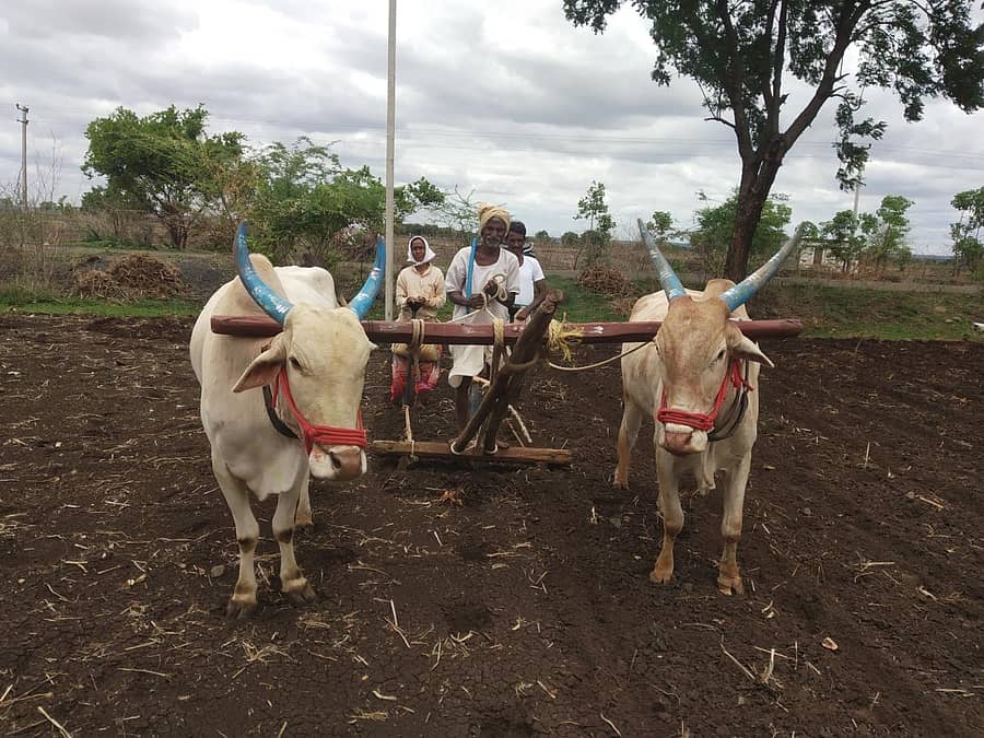 ಜೇವರ್ಗಿ ತಾಲ್ಲೂಕಿನ ಗೌನಳ್ಳಿ ಗ್ರಾಮದ ರೈತ ಬಾಪುಗೌಡ ಪೊಲೀಸ್ ಪಾಟೀಲ ಮುಂಗಾರು ಹಂಗಾಮಿನಲ್ಲಿ ಹತ್ತಿ ಬಿತ್ತನೆ ಕಾರ್ಯದಲ್ಲಿ ತೊಡಗಿರುವುದು