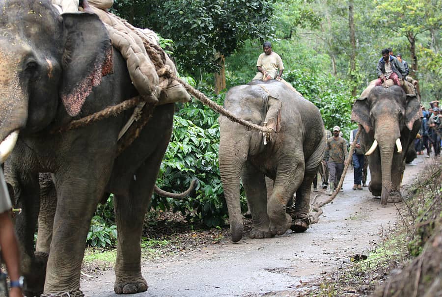 ಸಕಲೇಶಪುರ ತಾಲ್ಲೂಕಿನ ಉದೇವಾರ ಗ್ರಾಮದಲ್ಲಿ ಬುಧವಾರ ಸೆರೆ ಹಿಡಿದ ಕಾಡಾನೆಯನ್ನು ಕುಮ್ಮಿ ಆನೆಗಳು ಎಳೆದುಕೊಂಡು ಬರುತ್ತಿರುವುದು ಪ್ರಜಾವಾಣಿ ಚಿತ್ರ: ಜಾನೇಕೆರೆ ಆರ್. ಪರಮೇಶ್