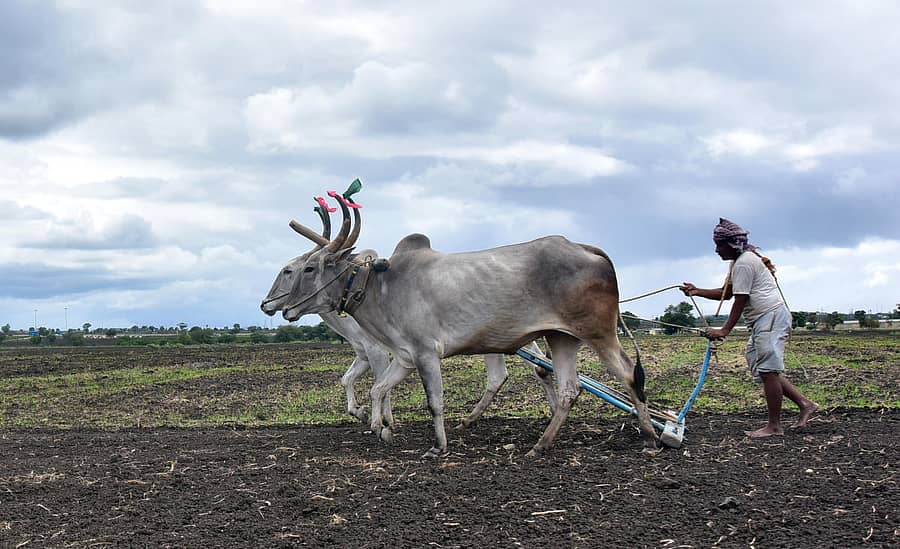 ಹುಬ್ಬಳ್ಳಿ ತಾಲ್ಲೂಕಿನ ಮಂಟೂರು ಗ್ರಾಮದಲ್ಲಿ ರೈತರೊಬ್ಬರು ಬಿತ್ತನೆಗೆ ಭೂಮಿಯನ್ನು ಹದಗೊಳಿಸಿದರು   ಪ್ರಜಾವಾಣಿ ಚಿತ್ರ/ ಗೋವಿಂದರಾಜ ಜವಳಿ
