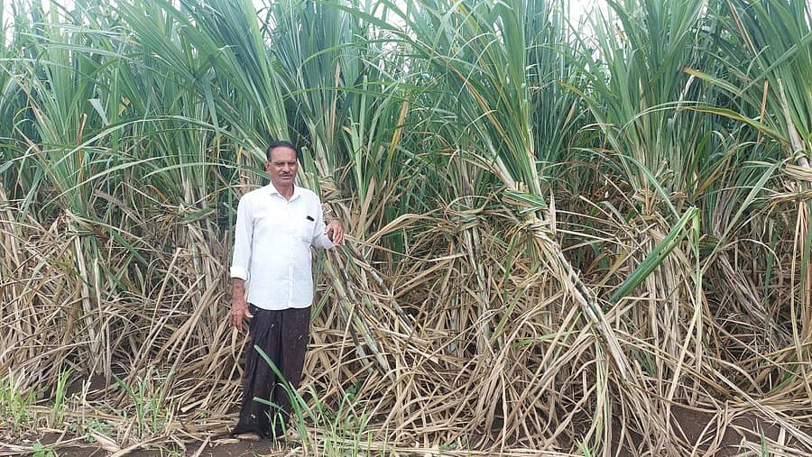 ಚಿಂಚೋಳಿಯ ಪ್ರಗತಿ ಪರ ರೈತ ಬಾಬುರಾವ್ ಪಾಟೀಲ ತಮ್ಮ ಹೊಲದಲ್ಲಿ ಕಬ್ಬಿನ ಬೆಳೆಯ ಮೂರನೇ ವರ್ಷದ ಫಸಲು ಹುಲುಸಾಗಿ ಬೆಳೆದಿರುವುದು