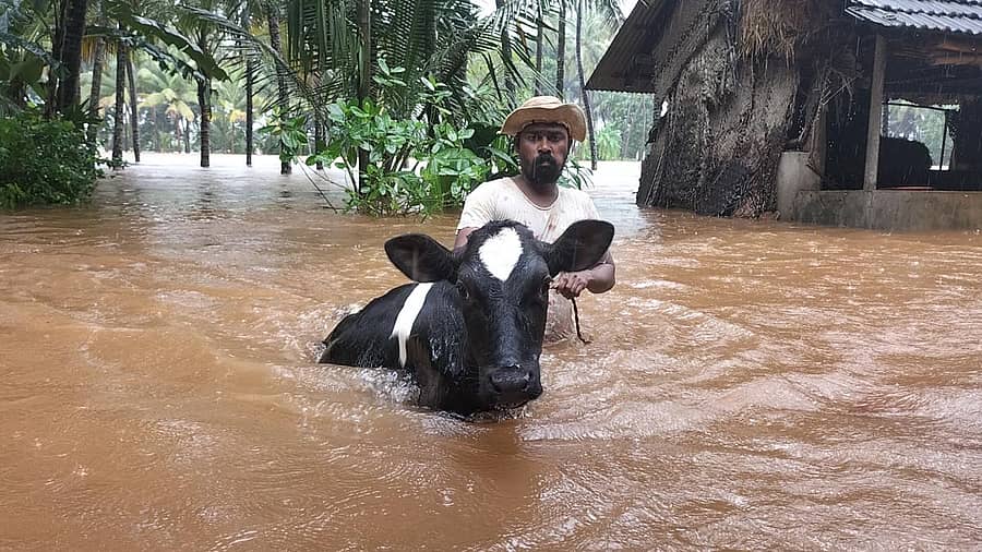 ಉಡುಪಿ ಜಿಲ್ಲೆ ಬೈಂದೂರು ತಾಲ್ಲೂಕಿನ ನಾವುಂದ ಗ್ರಾಮ ಮುಳುಗಡೆಯಾಗಿದ್ದು, ಗ್ರಾಮಸ್ಥರೊಬ್ಬರು ಗುರುವಾರ ನೆರೆ ನೀರಿನಲ್ಲಿ ಹಸುವನ್ನು ಸುರಕ್ಷಿತ ಸ್ಥಳಕ್ಕೆ ಕರೆದೊಯ್ದರು -–ಪ್ರಜಾವಾಣಿ ಚಿತ್ರ