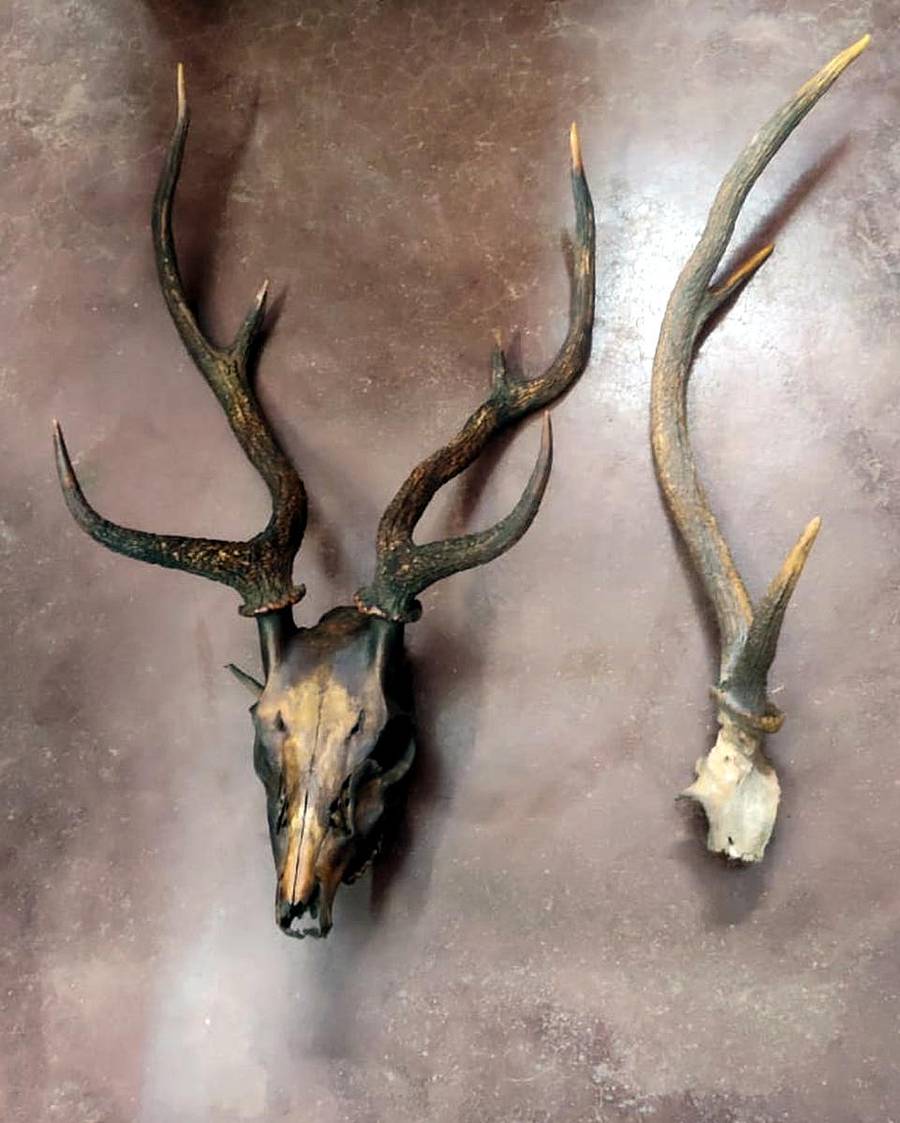 ಅಂಕೋಲಾ ತಾಲ್ಲೂಕಿನ ಮಾಸ್ತಿಕಟ್ಟೆ ಬಳಿ ಆರೋಪಿಗಳಿಂದ ಪೊಲೀಸರು ವಶಪಡಿಸಿಕೊಂಡ ಜಿಂಕೆಯ ತಲೆ ಬುರುಡೆ ಮತ್ತು ಕೊಂಬುಗಳು