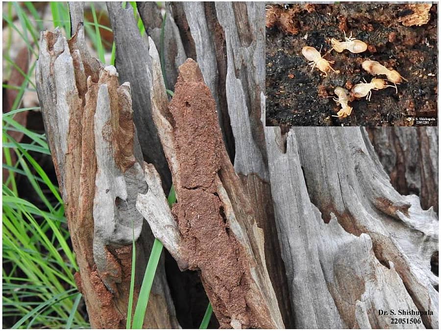 ಮರದಲ್ಲಿರುವ ಗೆದ್ದಲು ಗೂಡು ಮತ್ತು (ಒಳಚಿತ್ರ) ಗೆದ್ದಲು ಹುಳುಗಳು ಚಿತ್ರಗಳು: ಲೇಖಕರವು