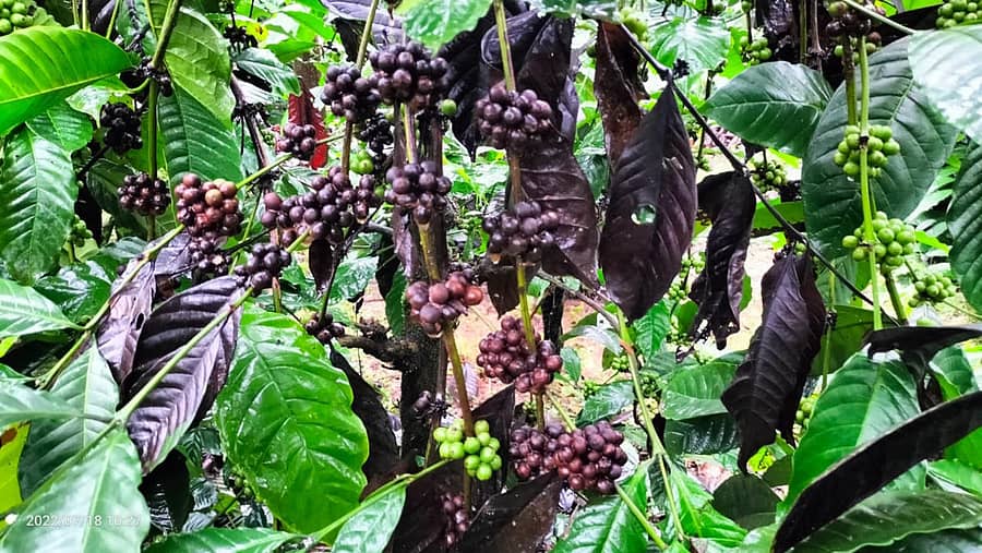 ಚಿಕ್ಕಮಗಳೂರು ಜಿಲ್ಲೆ ಶೃಂಗೇರಿ ತಾಲ್ಲೂಕು ಕುಂಚೆಬೈಲು ಗ್ರಾಮದ ತೋಟದಲ್ಲಿ ಕೊಳೆ ರೋಗ ತಗುಲಿ ಕಾಫಿ ಕಾಯಿಗಳು, ಎಲೆಗಳು ಕಪ್ಪಾಗಿರುವುದು