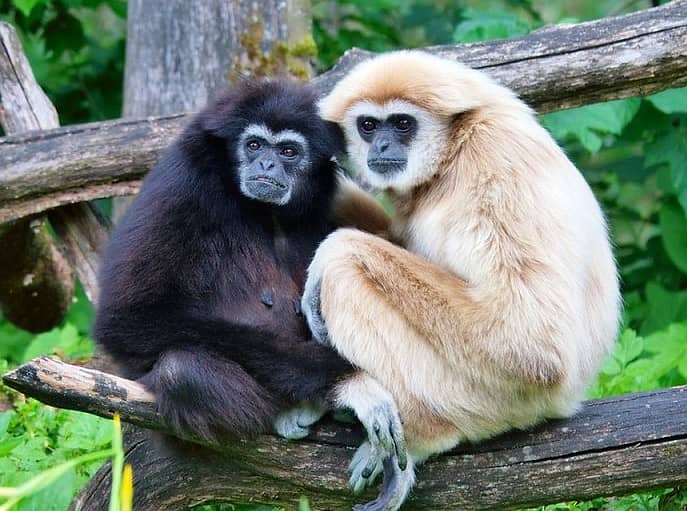 hoolock ಗಿಬ್ಬನ್ಗಳು