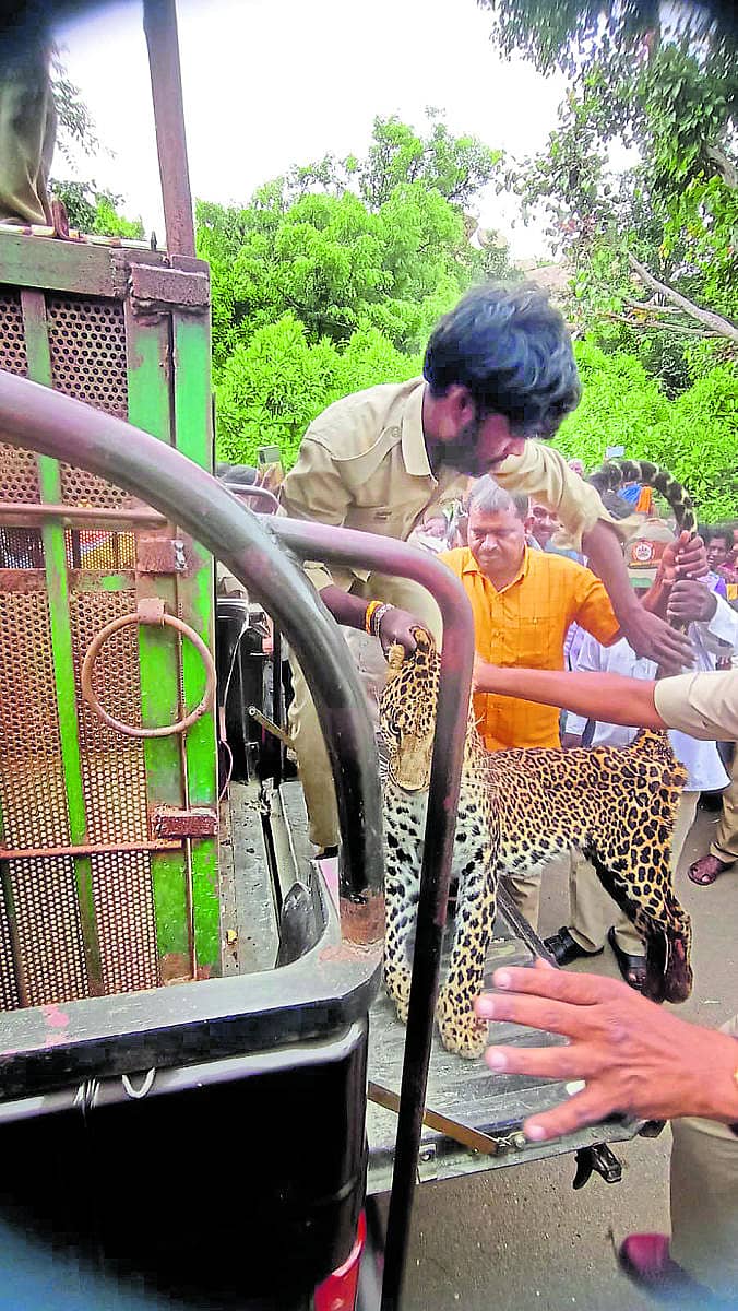 ಅಸ್ತಸ್ಥಗೊಂಡಿದ್ದ ಚಿರತೆ ರಕ್ಷಿಸಿದ ಅರಣ್ಯಾಧಿಕಾರಿಗಳು
