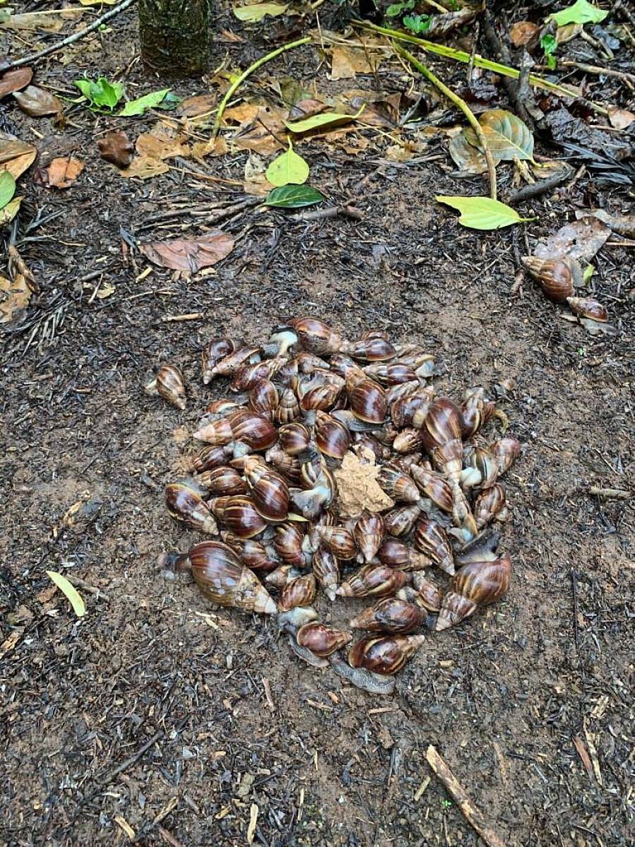 ಶನಿವಾರಸಂತೆ ಸಮೀಪದ ಹಂಡ್ಲಿ ಗ್ರಾಮ ಪಂಚಾಯಿತಿ ವ್ಯಾಪ್ತಿಯ ಕಾಫಿ ತೋಟಗಳಲ್ಲಿ ಕಂಡು ಬಂದಿರುವ ಮಳೆಗಾಲದ ಅತಿಥಿ ದೈತ್ಯ ಬಸವನ ಹುಳು