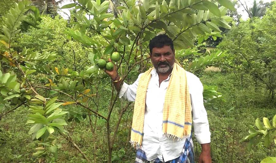 ರಾಣೆಬೆನ್ನೂರು ತಾಲ್ಲೂಕಿನ ಮುದೇನೂರು ಗ್ರಾಮದಲ್ಲಿ ರೈತ ಹನುಮಂತಪ್ಪ ನಾಗಪ್ಪ ಕೊಳ್ಳೇರ ಅವರ ಜಮೀನಿನಲ್ಲಿ ಬೆಳೆದ ಪೇರಲ