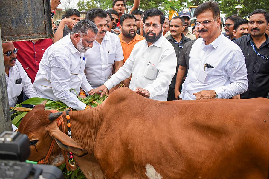 ಪುಣೆ ಭೇಟಿ ವೇಳೆ ಮುಖ್ಯಮಂತ್ರಿ ಏಕನಾಥ ಶಿಂದೆ ಗೋಶಾಲೆಗೆ ಭೇಟಿ ನೀಡಿದರು –ಪಿಟಿಐ