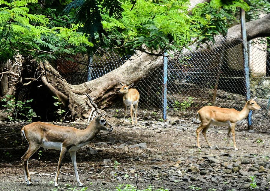 ಕಲಬುರಗಿಯ ಕಿರುಮೃಗಾಲಯ ಮತ್ತು ಮಕ್ಕಳ ಉದ್ಯಾನದ ಆವರಣದಲ್ಲಿ ಜಿಂಕೆ-ಪ್ರಜಾವಾಣಿ ಚಿತ್ರ/ ತಾಜುದ್ದೀನ್ ಆಜಾದ್