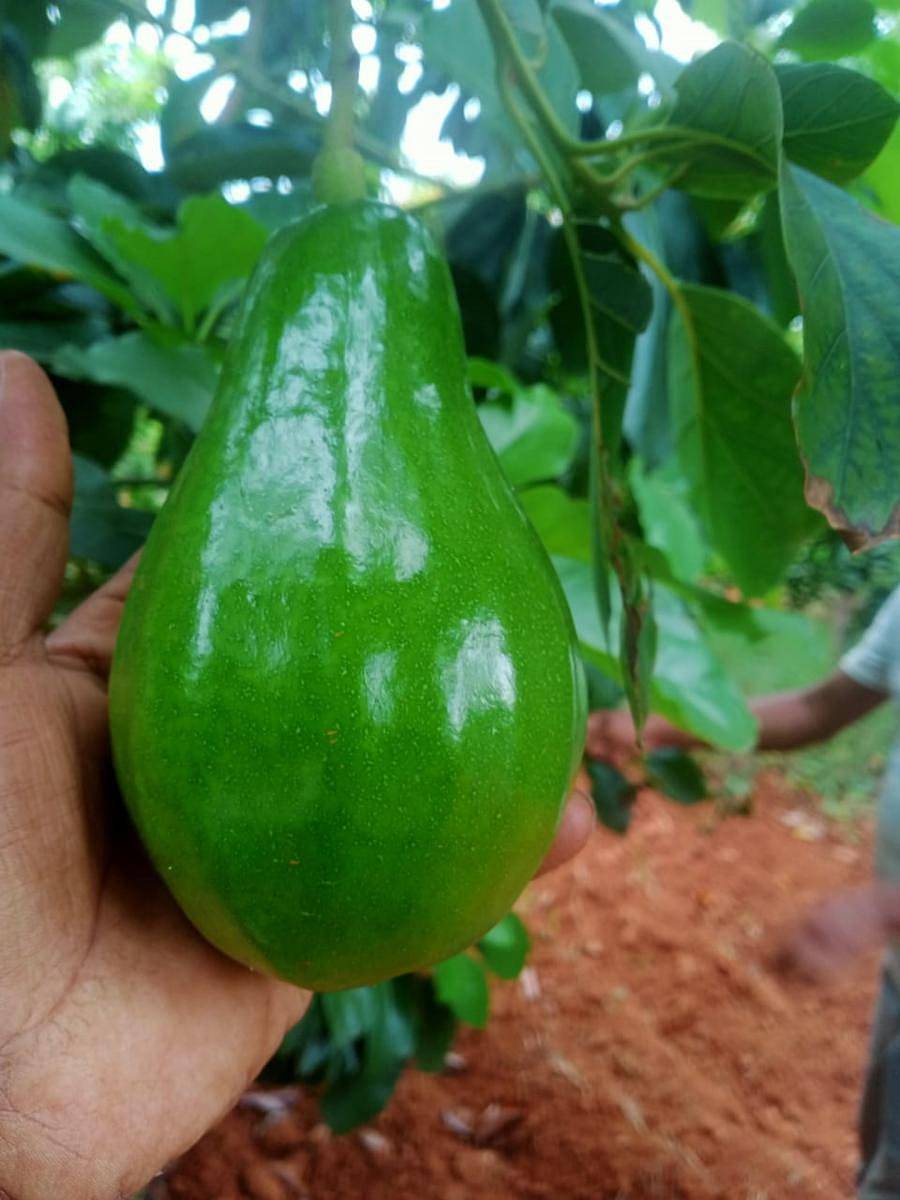 ಹುಲಸಾಗಿ ಬೆಳೆದಿರುವ ಬೆಣ್ಣೆಹಣ್ಣು