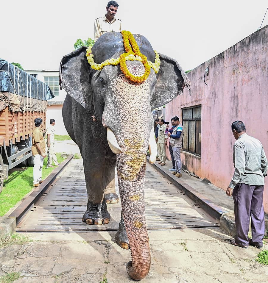 ಅಭಿಮನ್ಯು ಆನೆ