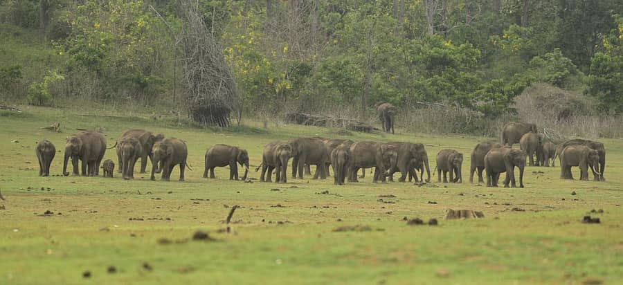 ನಾಗರಹೊಳೆ ಅಭಯಾರಣ್ಯದ ಕಬಿನಿ ಹಿನ್ನೀರಿನಲ್ಲಿ ಬೀಡು ಬಿಟ್ಟಿರುವ ಆನೆ ಹಿಂಡು