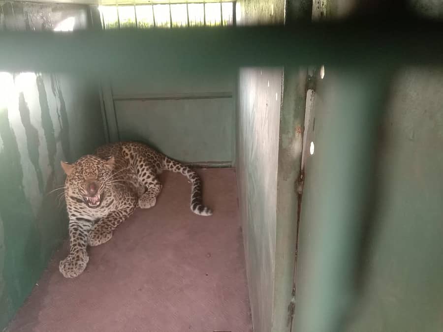 ಚಿಕ್ಕೆರೆಯೂರು ಗ್ರಾಮದ ಜಮೀನಿನಲ್ಲಿ ಇಟ್ಟಿದ್ದ ಬೋನಿಗೆ ಬಿದ್ದ ಚಿರತೆ