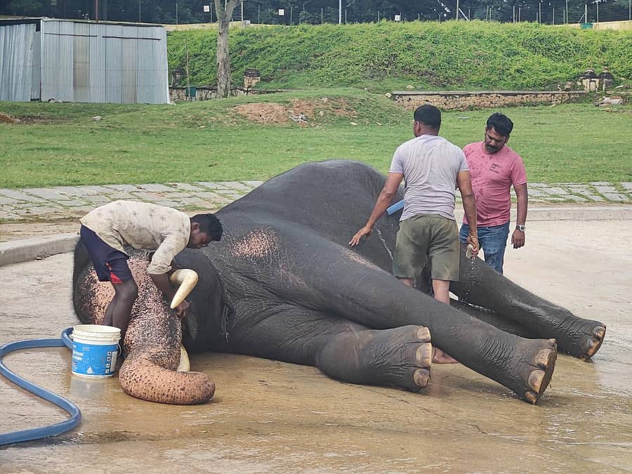 ಅರಮನೆ ಆವರಣದಲ್ಲಿ ಶುಕ್ರವಾರ ಮಾವುತರು ಹಾಗೂ ಕಾವಾಡಿಗಳಿಂದ ದಸರಾ ಆನೆ ‘ಭೀಮ’ನಿಗೆ ಮಜ್ಜನ ಪ್ರಜಾವಾಣಿ ಚಿತ್ರ