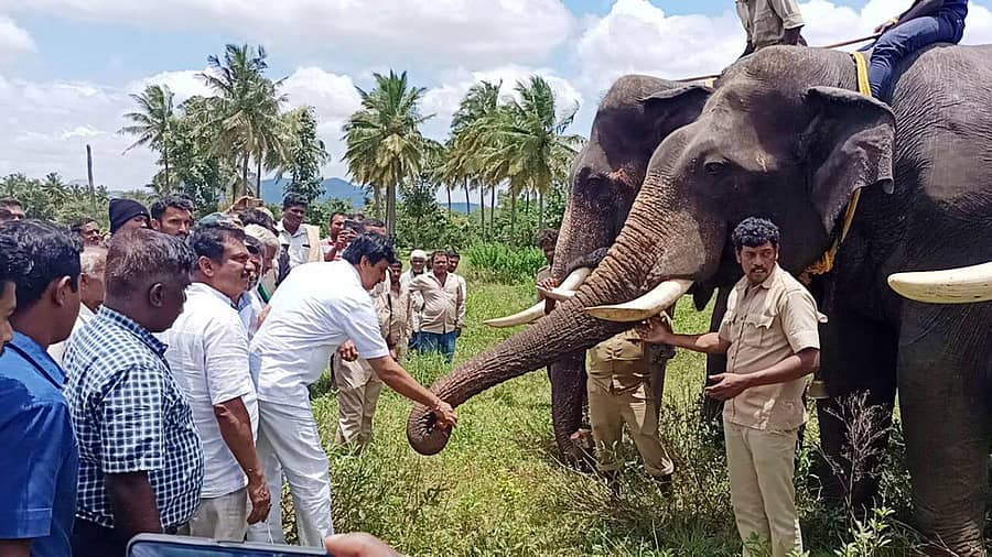 ಚನ್ನಪಟ್ಟಣ ತಾಲ್ಲೂಕಿನ ತೆಂಗಿನಕಲ್ಲು ಅರಣ್ಯ ಪ್ರದೇಶದಲ್ಲಿ ಪುಂಡಾನೆ ಸೆರೆಗೆ ಕಾರ್ಯಾಚರಣೆ ಆರಂಭಿಸಿದ ಸಾಕಾನೆಗಳ ತಂಡಕ್ಕೆ ವಿಧಾನ ಪರಿಷತ್ ಸದಸ್ಯ ಸಿ.ಪಿ.ಯೋಗೇಶ್ವರ್ ಬಾಳೆಹಣ್ಣು ತಿನ್ನಿಸುವುದರ ಮೂಲಕ ಕಾರ್ಯಾಚರಣೆಗೆ ಚಾಲನೆ ನೀಡಿದರು
