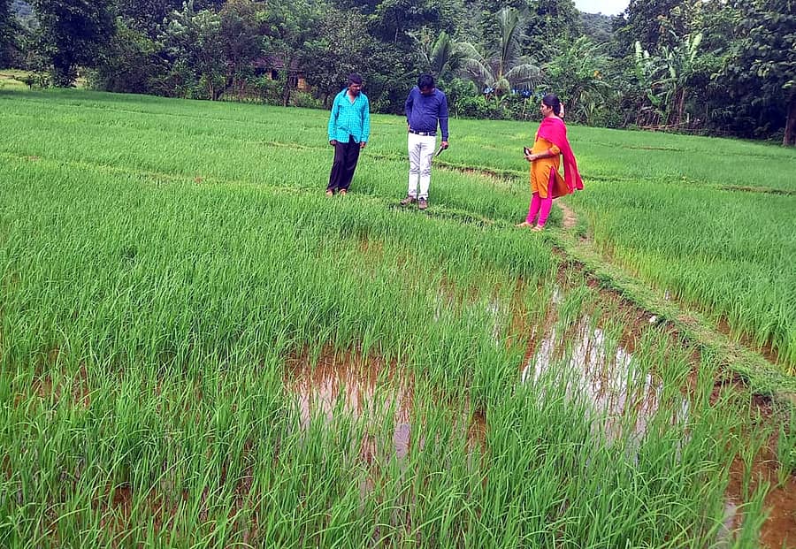 ಕೊಳವೆ ಹುಳ (ಸುರುಳಿ ಹುಳ) ಬಾಧಿಸಿರುವ ಕಾರವಾರ ತಾಲ್ಲೂಕಿನ ದೇವಳಮಕ್ಕಿ ಗ್ರಾಮದ ಗದ್ದೆಗಳಿಗೆ ಕೃಷಿ ಇಲಾಖೆಯ ಅಧಿಕಾರಿಗಳು ಬುಧವಾರ ಭೇಟಿ ನೀಡಿ ಪರಿಶೀಲಿಸಿದರು