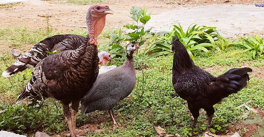 ಗೋವಿಂದು ಅವರು ಸಾಕಿರುವ ಕೋಳಿಗಳು
