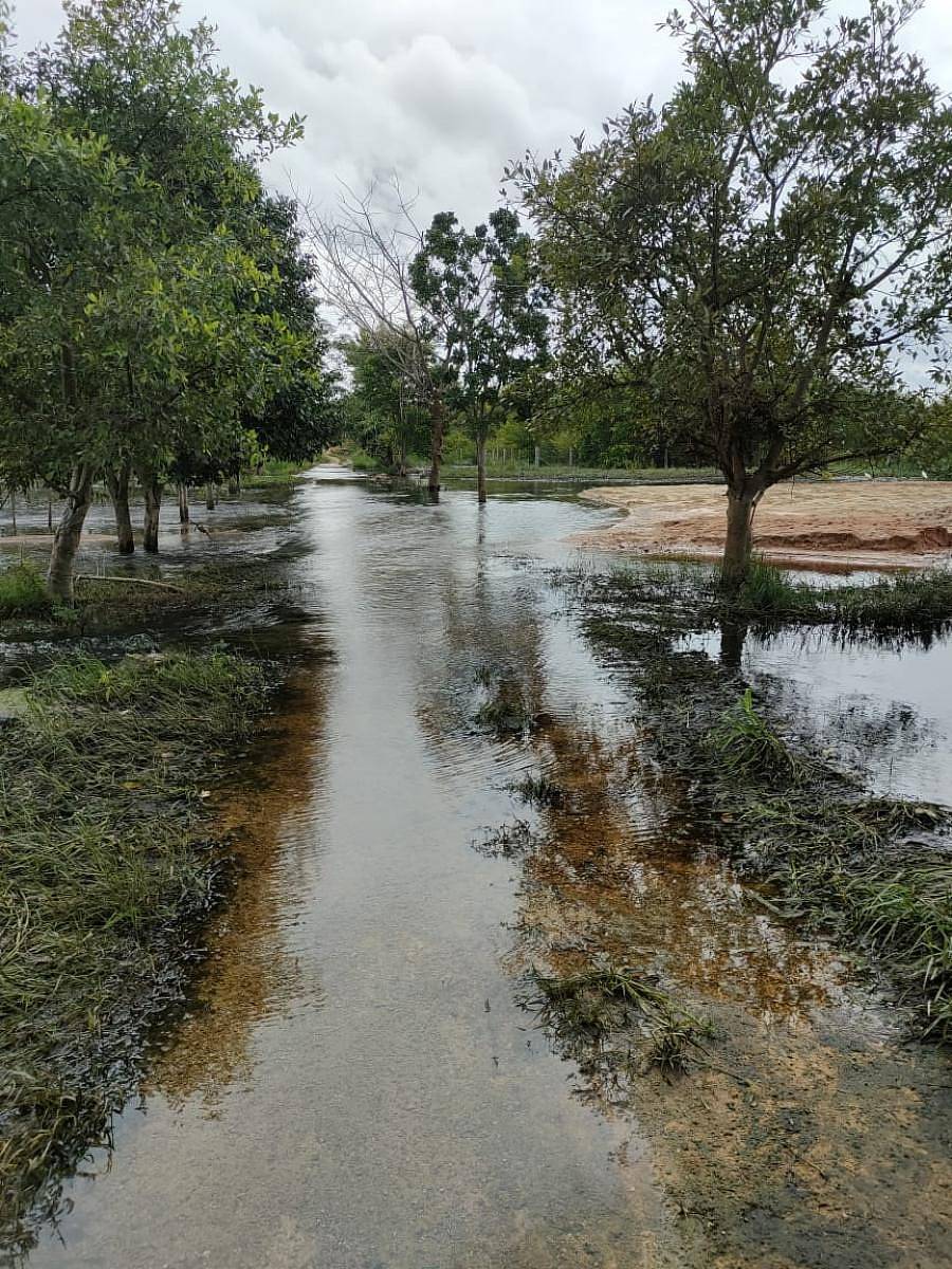 ರಾಜಕಾಲುವೆ ಮುಚ್ಚಿಹೋಗಿರುವುದರಿಂದ ಆನೇಕಲ್ನ ಮುತ್ತಾನಲ್ಲೂರು ಕೆರೆಯಿಂದ ನೀರು ಜಮೀನಿಗೆ ನುಗ್ಗಿರುವುದು