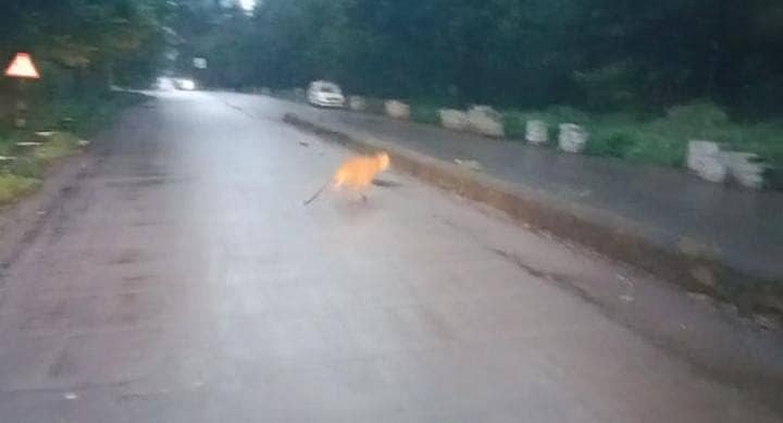 ಬೆಳಗಾವಿ ನಗರದ ರಸ್ತೆಯಲ್ಲಿ ಓಡಾಡಿದ ಚಿರತೆ