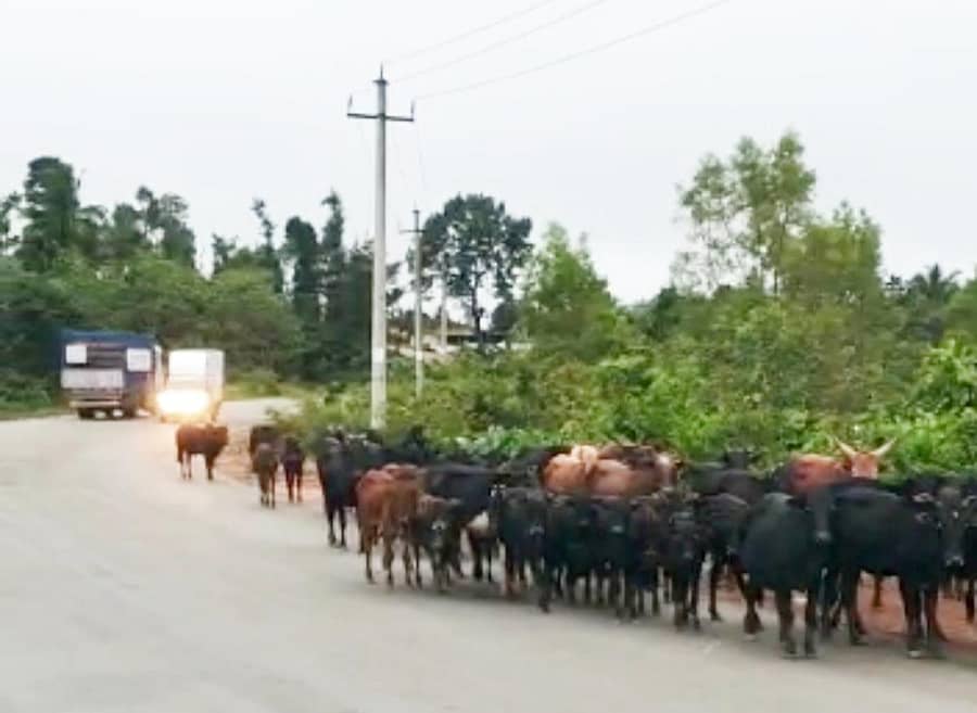 ಬಣಕಲ್ ಸಮೀಪದ ಚಕ್ಕಮಕ್ಕಿ ಬಗ್ಗಸಗೋಡು ಬಳಿ ಹೆದ್ದಾರಿಯಲ್ಲಿ ಬೀಡಾಡಿ ದನಗಳು ಅಡ್ಡಾದಿಡ್ಡಿ ಸಾಗುತ್ತಿರುವುದು