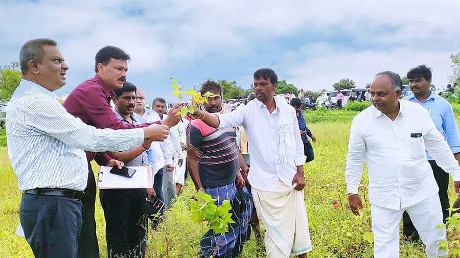 ಹಾವೇರಿ ಜಿಲ್ಲೆಯಲ್ಲಿ ಶುಕ್ರವಾರ ಅತಿವೃಷ್ಟಿ ಹಾನಿ ಅಧ್ಯಯನ ಪ್ರವಾಸ ಕೈಗೊಂಡ ಕೇಂದ್ರ ತಂಡಕ್ಕೆ ಹತ್ತಿ ಬೆಳೆ ಹಾಳಾಗಿರುವುದನ್ನು ಚಿಕ್ಕಲಿಂಗದಹಳ್ಳಿ ರೈತರು ತೋರಿಸಿದರು –ಪ್ರಜಾವಾಣಿ ಚಿತ್ರ