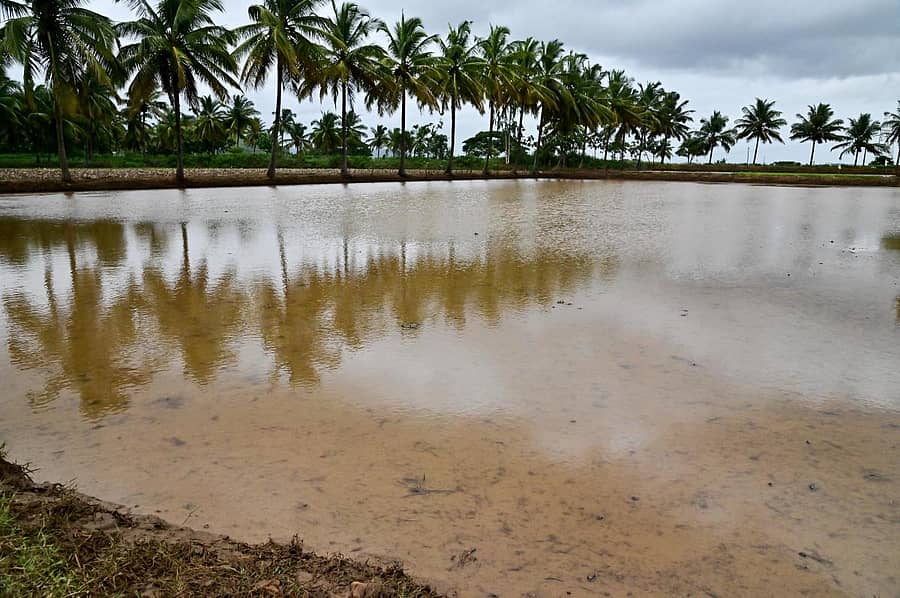 ದಾವಣಗೆರೆ ಹೊರವಲಯದ ಜಮೀನಿನಲ್ಲಿ ಮಳೆ ನೀರು ನಿಂತಿರುವುದು (ಸಂಗ್ರಹ ಚಿತ್ರ)ಪ್ರಜಾವಾಣಿ ಚಿತ್ರ/ ಸತೀಶ ಬಡಿಗೇರ್