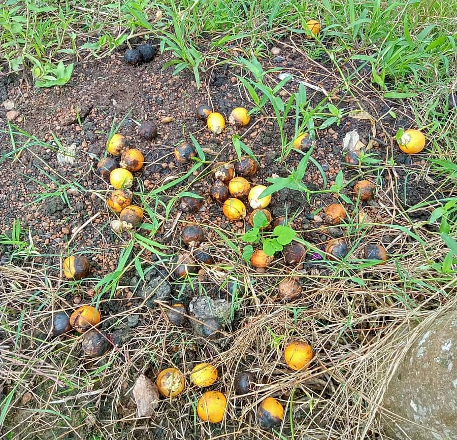 ಶಿರಸಿ ತಾಲ್ಲೂಕಿನ ಕಾಳಂಗಿಯ ನಾಗಪ್ಪ ದೊಡ್ಮನಿ ಎಂಬುವವರ ತೊಟದಲ್ಲಿ ಕೊಳೆರೋಗದಿಂದ ಉದುರಿರುವ ಅಡಿಕೆ ಕಾಯಿಗಳು.