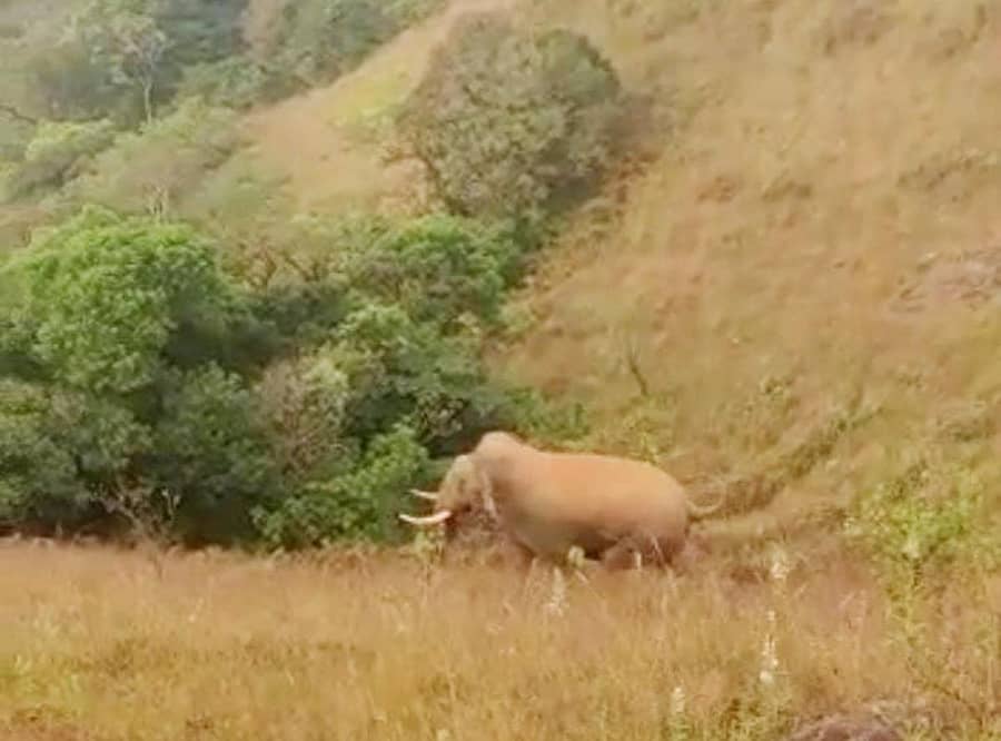ಮೂಡಿಗೆರೆ ತಾಲ್ಲೂಕಿನ ಭೈರಾಪುರ ಗ್ರಾಮದ ಬಳಿ ಭಾನುವಾರ ಕಾಣಿಸಿಕೊಂಡ ಕಾಡಾನೆ.